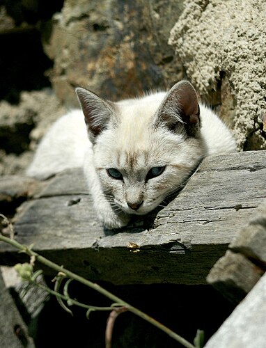 Un chaton des bois