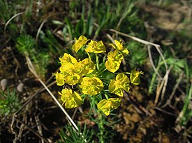 Молочай кипарисовый (Euphorbia cyparissias)