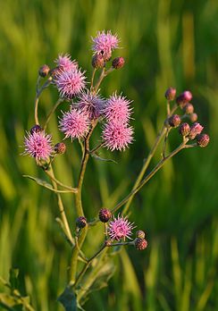 Cardo-das-vinhas (Cirsium arvense). (definição 718 × 1 024)