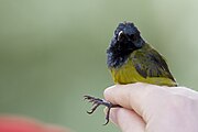 greenish-brown sunbird with glossy blue head and yellowish underparts held in hand