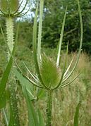 Inflorescence immature.