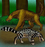 Ekorus ekakeran and Viverra leakeyi