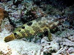 Un mérou à quatre selles (Epinephelus spilotoceps)