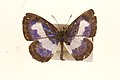 Male, upperside - museum specimens from Malaya