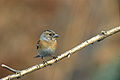 Fringilla montifringilla