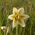 Fritillaria liliacea