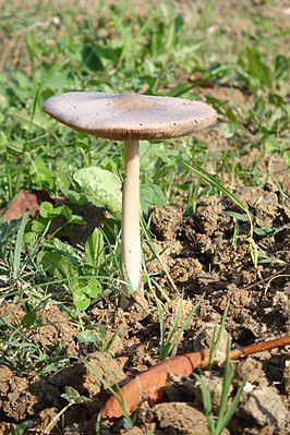 Вольвариелла слизистоголовая (Volvariella gloiocephala)