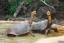 Two tortoises with their necks extended