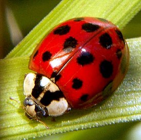 Harlekiinileppäpirkko (Harmonia axyridis) kuuluu Coccinellini-tribukseen