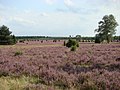 In the Tiefental valley during heath blossom time