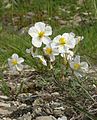 Valkopäivännouto (Helianthemum apenninum)