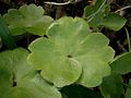 Anemone transsilvanica close-up leaf