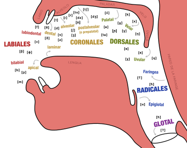 Articulación de los fonemas