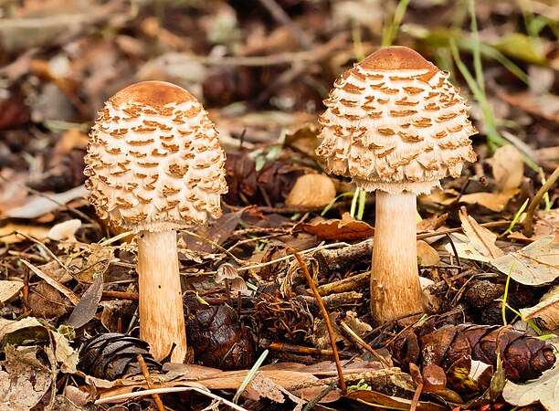 在棲息地中，兩朵新生的青褶伞属粗鱗大環柄菇（Chlorophyllum rhacodes），使用16張照片焦点合成。