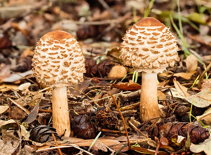 Два молодых гриба-зонтика краснеющих (Chlorophyllum rhacodes)