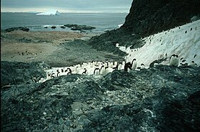 Colonie de manchots sur l'île