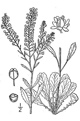 Lepidium virginicum