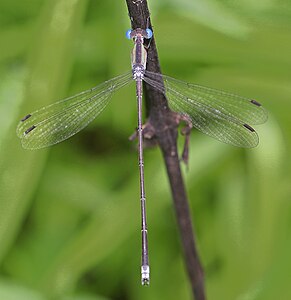 Male (dorsal view)