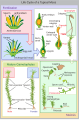 Cycle biologique des mousses.