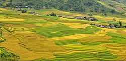 ムーカンチャイ県リムモン渓谷の棚田