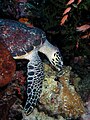 Turtle feeding on coral
