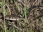 Chapparal Striped Whipsnake