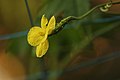 Female flower