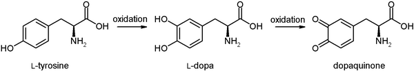 簡略化したチロシンからドーパキノンまでの酸化反応