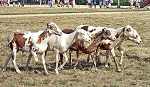 a group of leggy red-and-white sheep