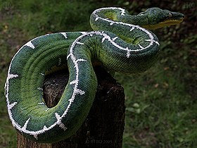 Corallus batesii