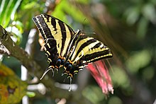 Papilio pilumnus vu de face