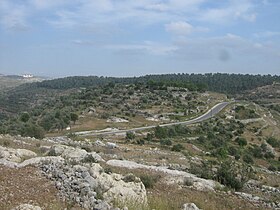 מבט מצפון על רקע יער אום צפא