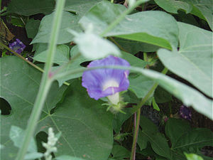 미국나팔꽃(Ipomoea hederacea)