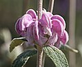 Phlomis herba-venti (Tribù Phlomideae)