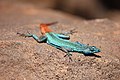 Lézard plat du Soutpansberg, Platysaurus relictus.