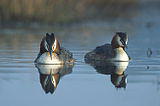 Great crested grebe