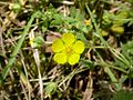 Potentilla reptans