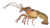 Digital artwork of a yellowish orange lobster-like animal
