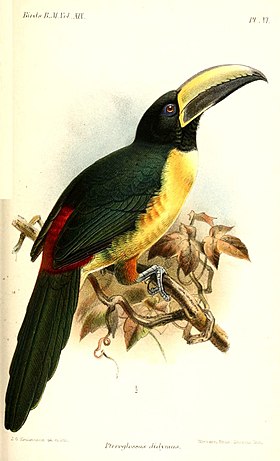 Ilustração de Keulemans, 1891