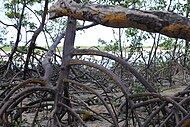 Mangroves in Paripueira