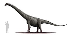 Description de l'image Rinconsaurus test 2.jpg.