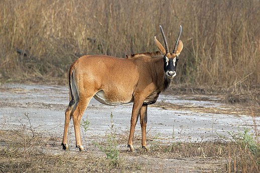 Roan antelope (Hippotragus equinus koba) by Charlesjsharp