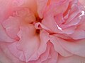 Rose - Gartenblume in Sachsen