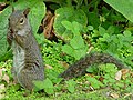 Sciurus griseus, famiglia Sciuridae