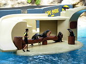 Sea lions performing at Loro Parque in Tenerife
