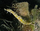 Acentronura breviperula, a species of pygmy pipehorse that looks like a short pipefish