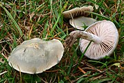 this fungus merges with the blue Stropharia but it is smaller and less yellow