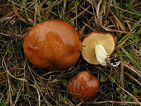 Butter-mushroom