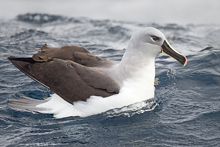 Grey-headed albatross, by JJ Harrison