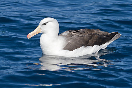 Black-browed albatross, by JJ Harrison